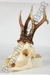 Skull Deer 0114